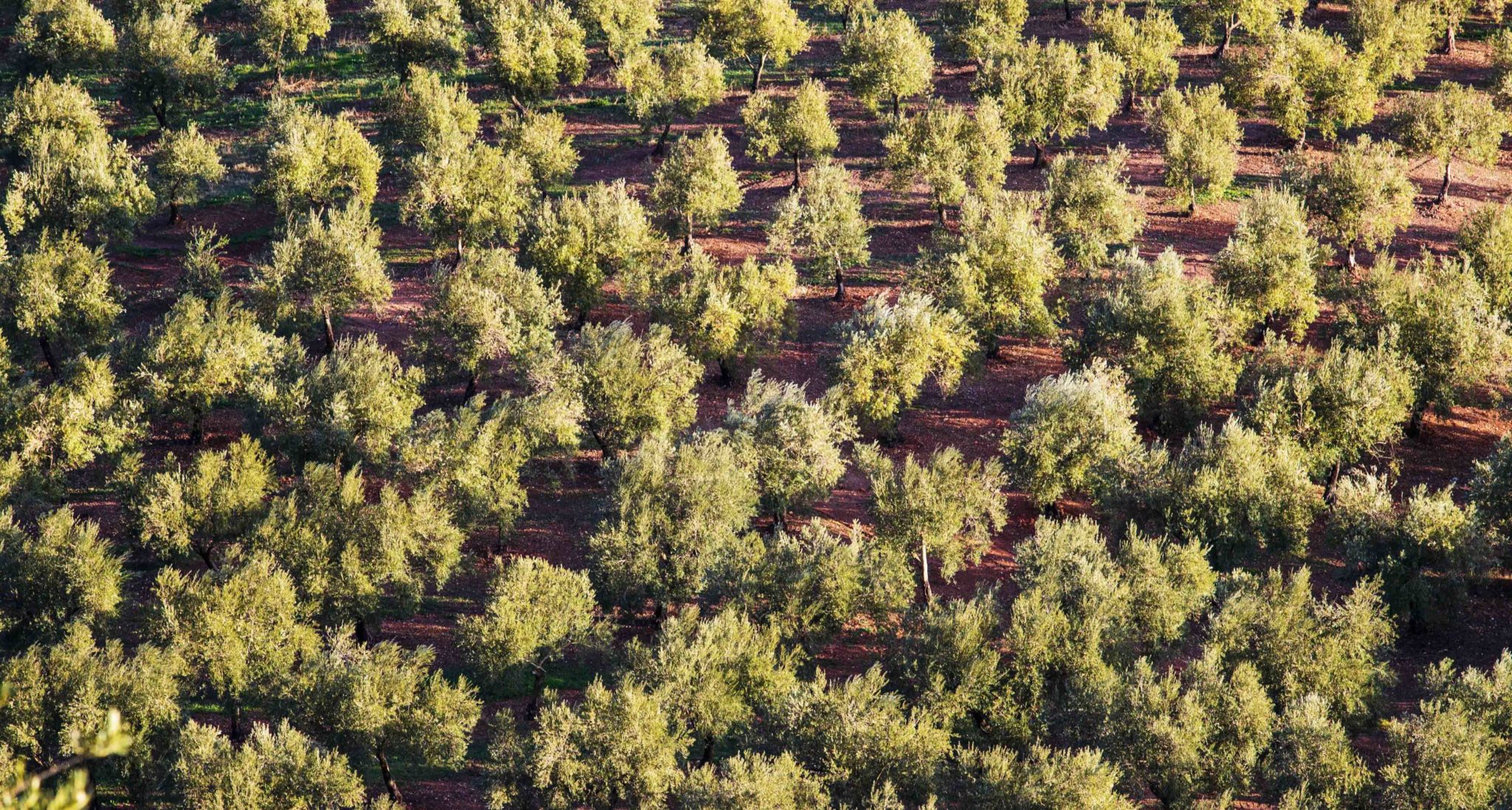 Everything you should know about olive trees: characteristics and ...